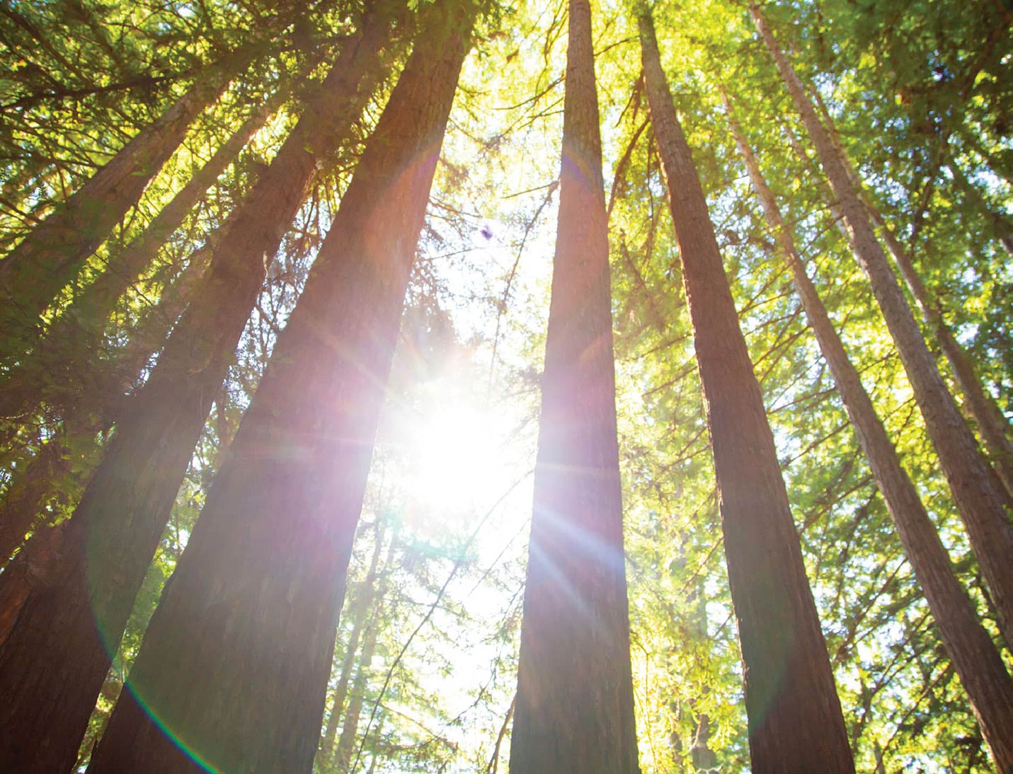 looking up as the sun peeks out from the trees