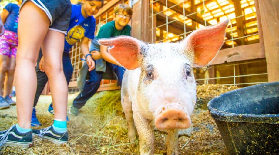 Campers reach for pig at summer camp