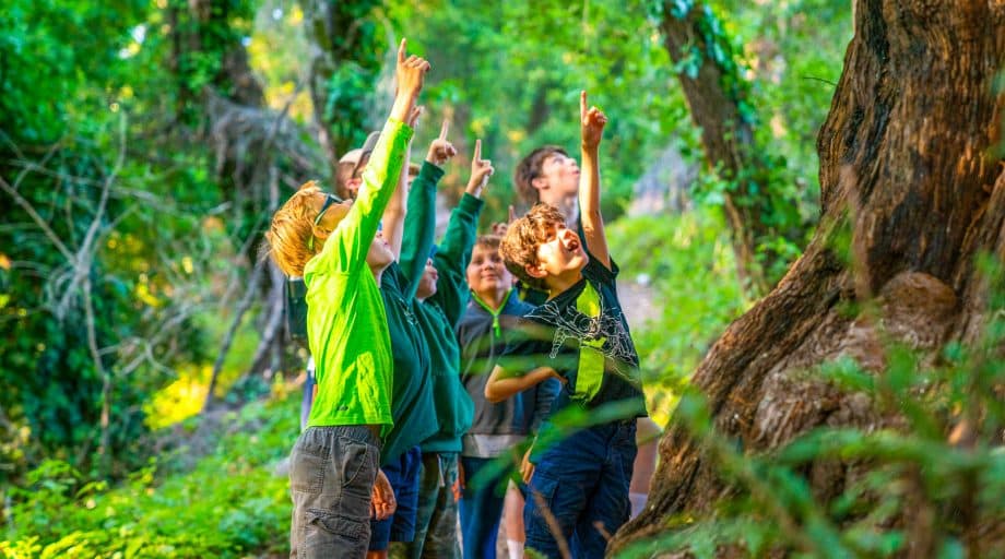 Group of campers point up at tree in excitement