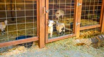 A baby goat sticks his head through fencing