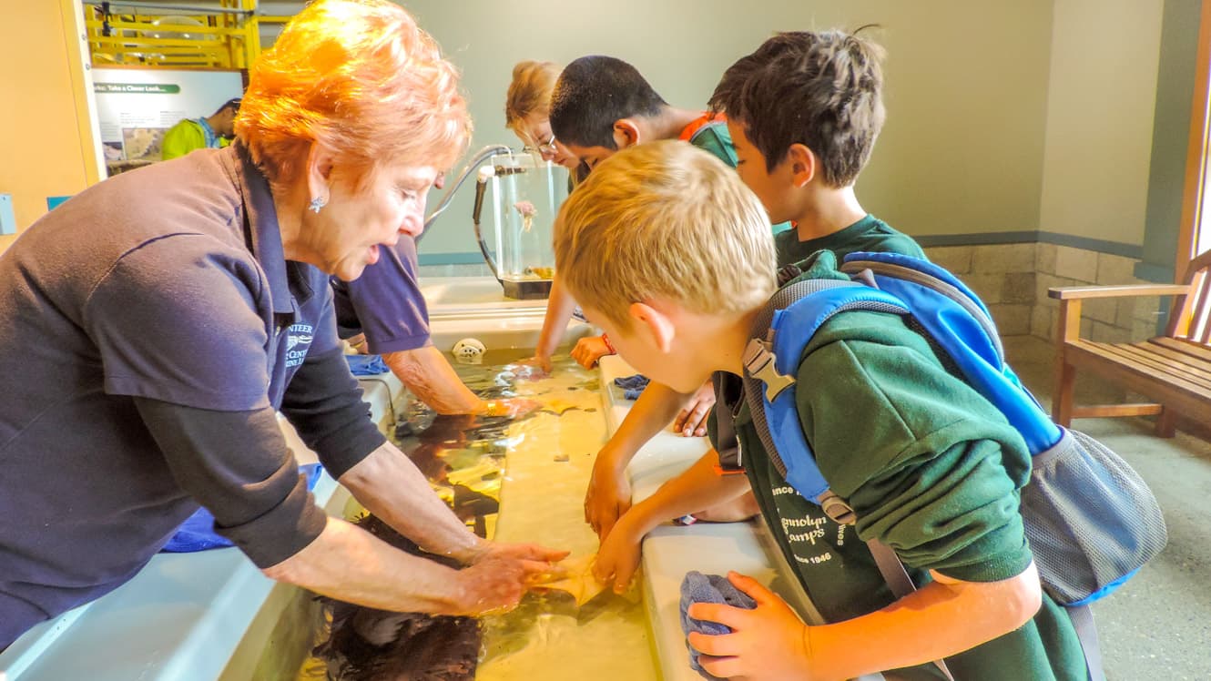 Campers touch sea creatures in tank