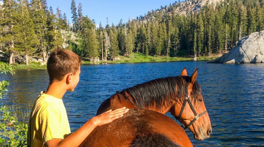 A boy petting a horse