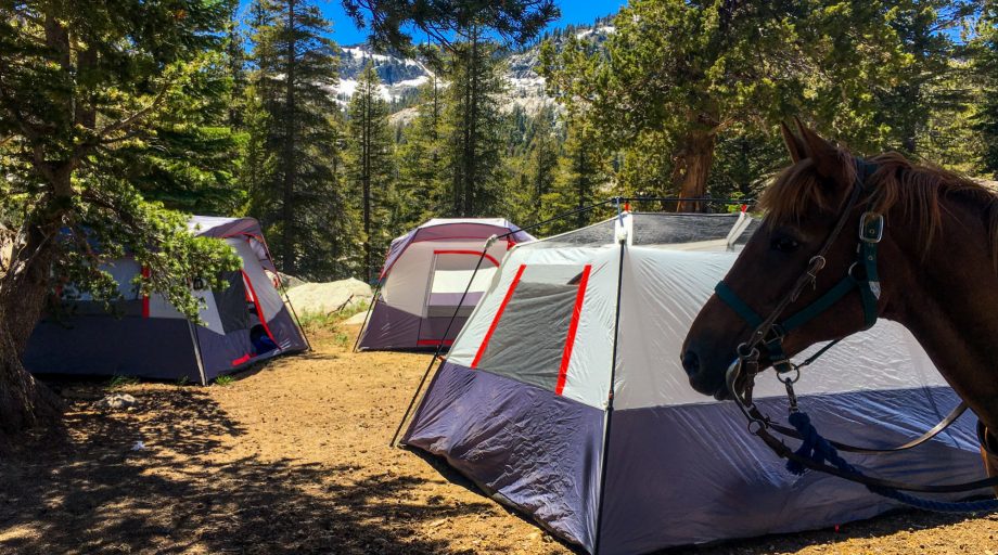 A horse with tents in the background