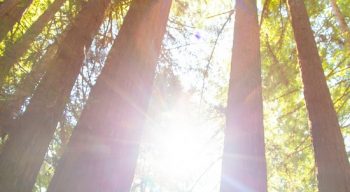 looking up at sun through trees